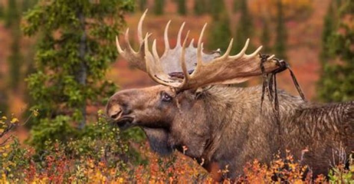 Are there any positive reviews for property Moose?