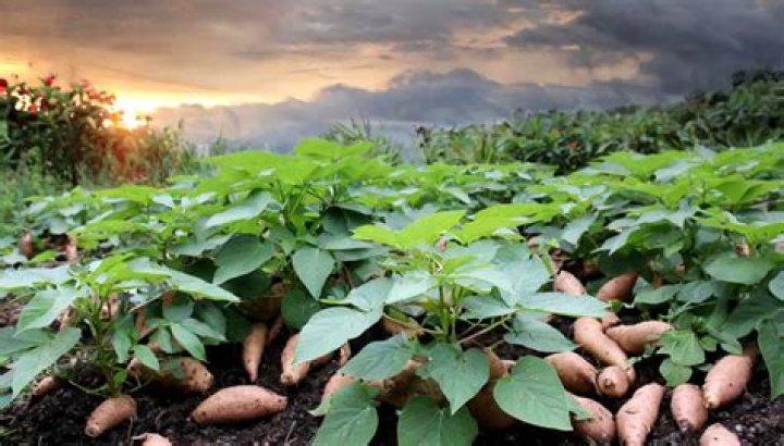Can I plant potatoes now UK?