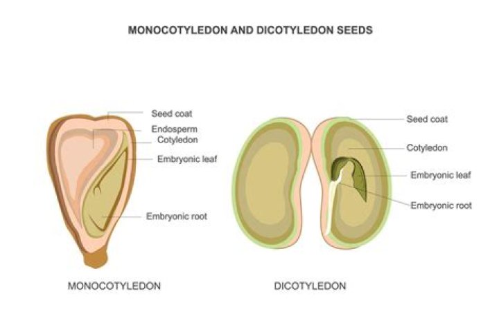 Is potato a dicotyledon or Monocotyledon?