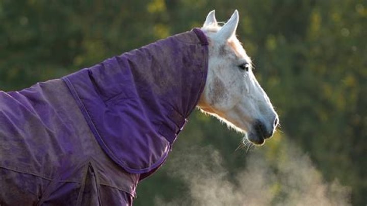 Is potato poisonous for horses?