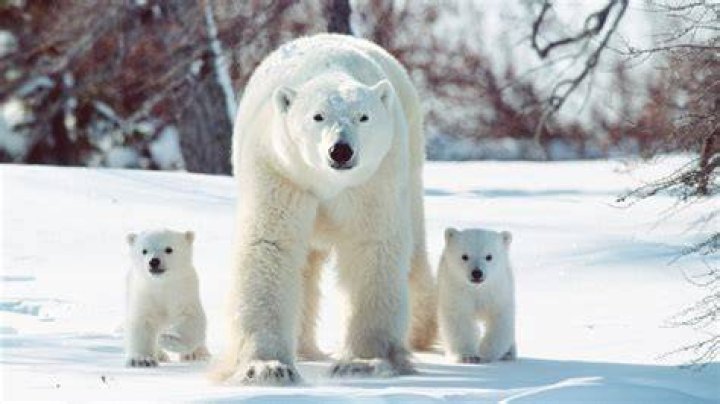 What do you need to know about polar Mini AC?