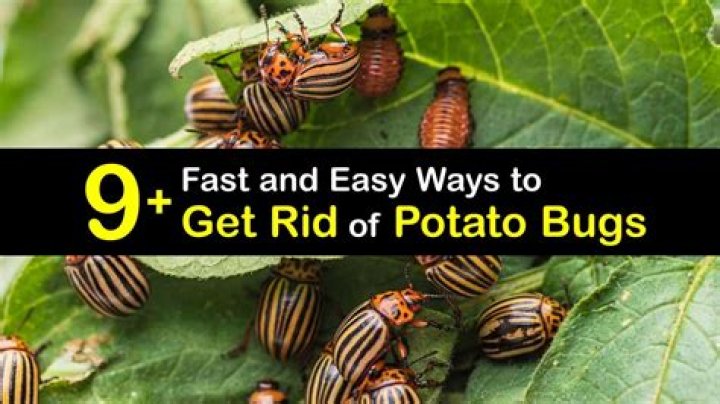 What is the best way to kill potato bugs?