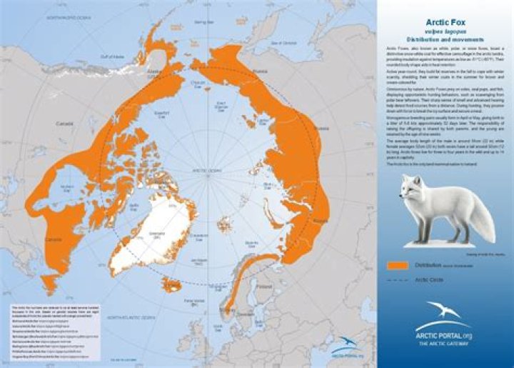 What kind of fuel tank does Arctic fox use?