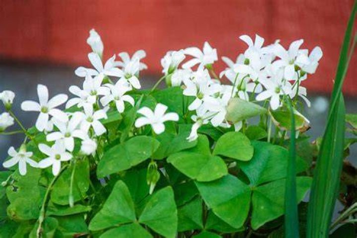 What to use for Shamrock decor at Wayfair?