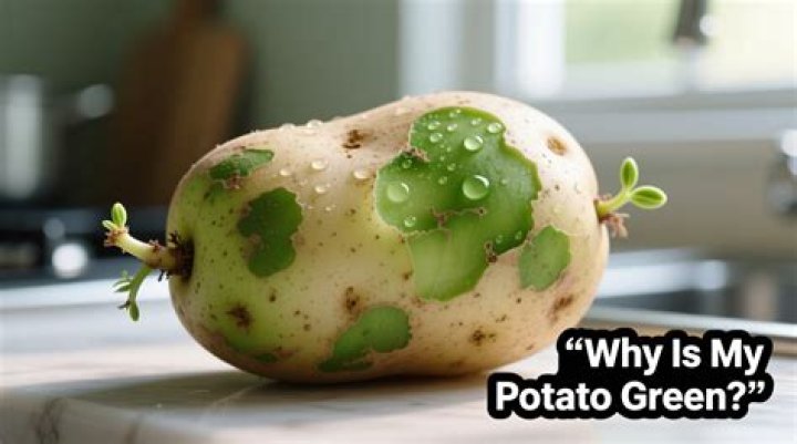 Why is potato considered as an underground stem give reason?