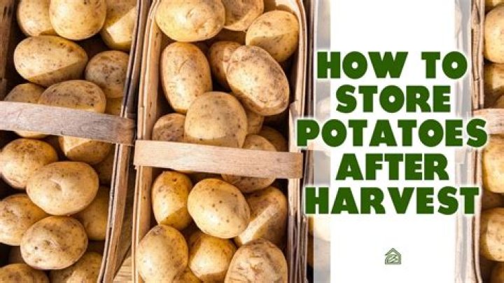 Why should potatoes be stored in a cool dry and dark place?